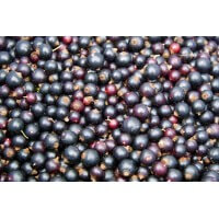BIOKING Black Currants Freeze-Dried Organic (50g)