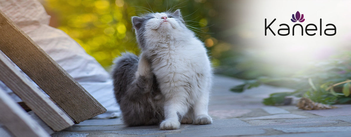 Outdoor-Katzen: Was tun gegen Zecken?