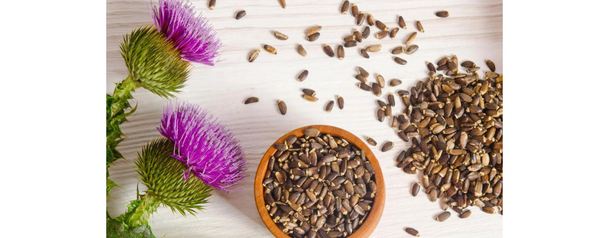 Mariendistel: Heilpflanze für die Lebergesundheit