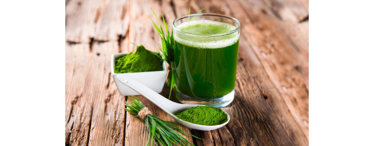 Spirulina – Die Kraft der Natur | KANELA