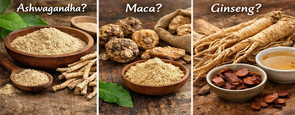 Ashwagandha, Maca oder Ginseng – Welches Adaptogen passt zu mir?