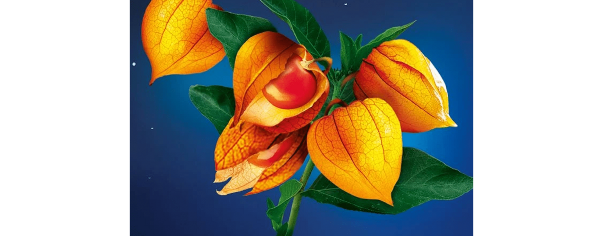 Schlafbeere – Wundermittel der Natur?