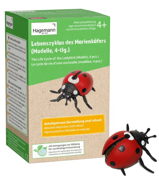 TimeTEX Lebenszyklus-Modell Marienkäfer (4-teilig)