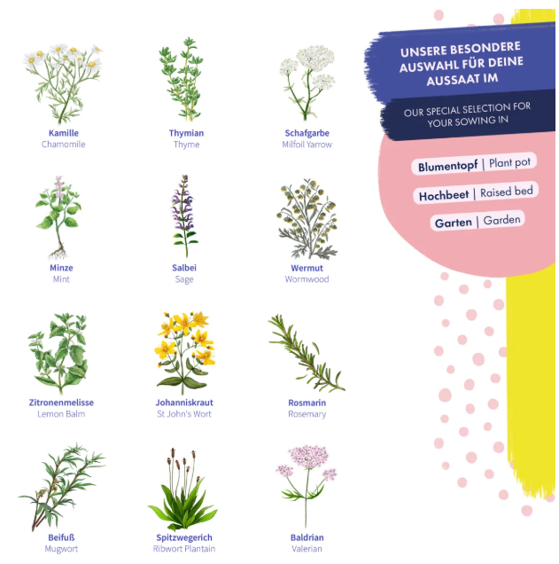 Magic Garden Seeds Saatgut Heilkräutersamen, 12 samenfeste Heilkräutersorten (1 Stk)