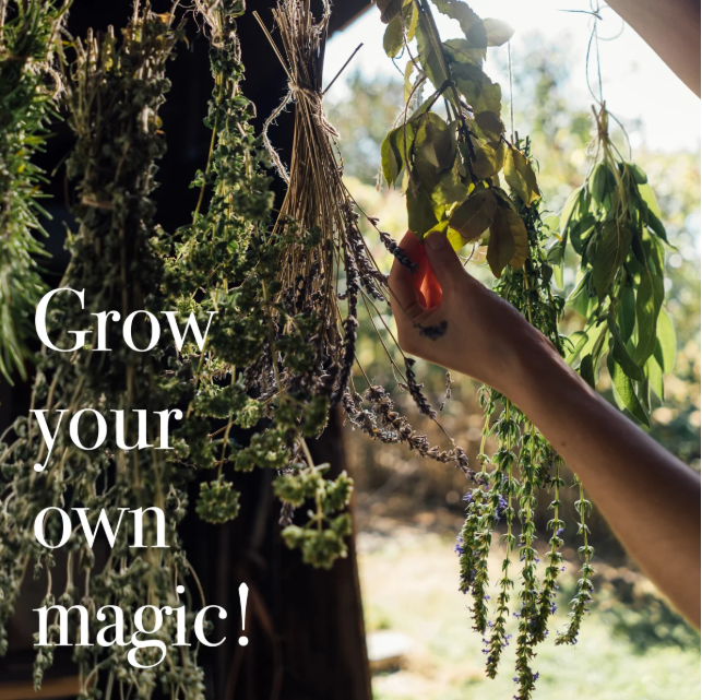 Magic Garden Seeds Saatgut Heilkräutersamen, 12 samenfeste Heilkräutersorten (1 Stk)