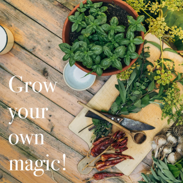 Magic Garden Seeds Saatgut Kräutersamen, 12 samenfeste Küchenkräutersorten (1 Stk)