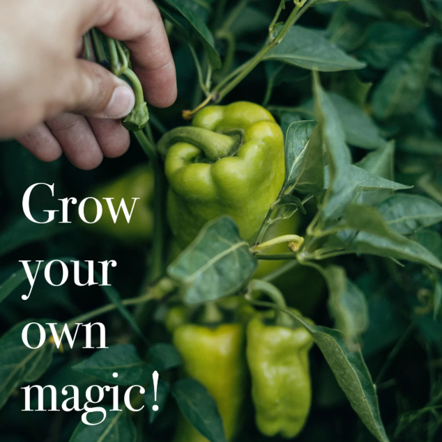 Magic Garden Seeds Saatgut Gemüsesamen, 12 samenfeste bunte Gemüsesorten (1 Stk)