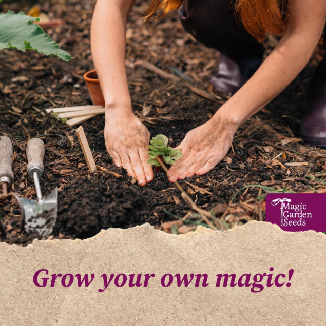 Magic Garden Seeds Samen-Geschenkset Beeren-Naschgarten (4-teilig)