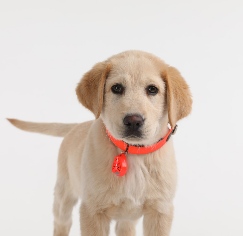 Tickless Pet Zecken- und Flohschutz orange (1 Stk)