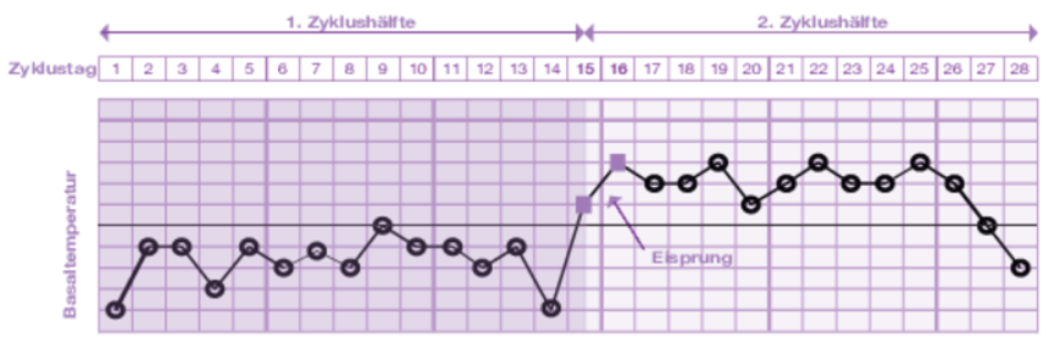 Evial Basalthermometer (1 Stk)