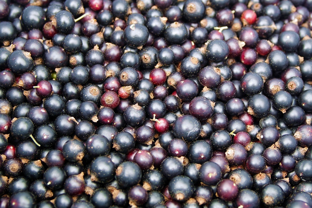 BIOKING Schwarze Johannisbeeren Gefriergetrocknet Bio (50g)