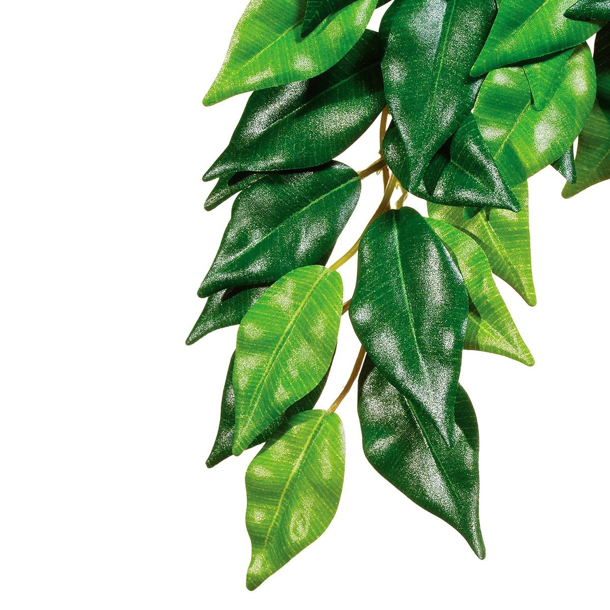 Exo Terra Rainforest Hanging Plants Ficus S (1 Stk)