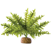 Exo Terra Rainforest Ground Plants Farn M (1 Stk)