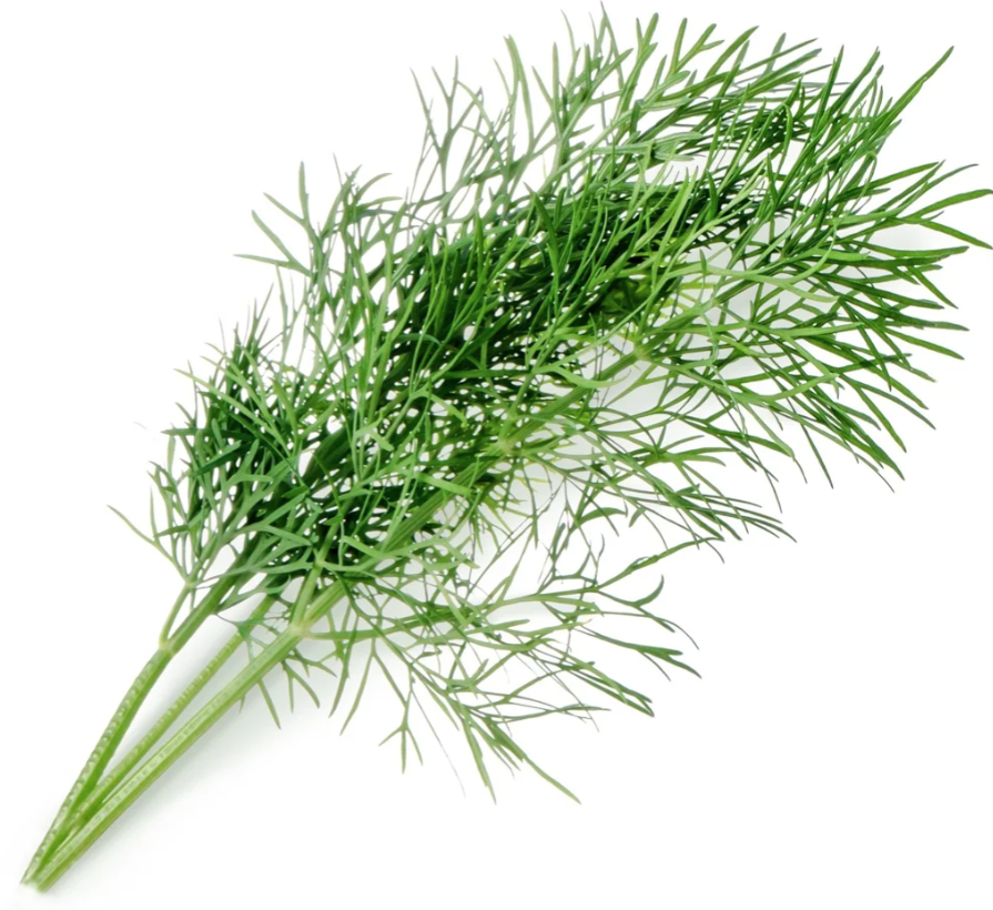 Véritable Lingot Dill Bio (1 Stk)