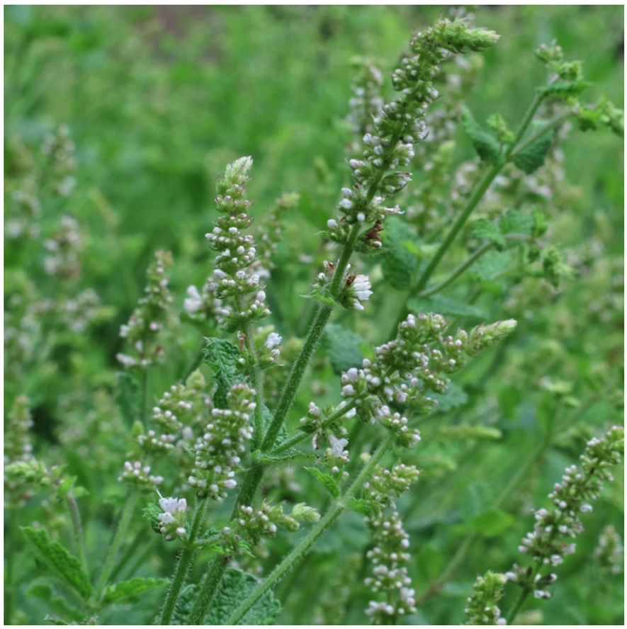 Magic Garden Seeds Rundblättrige Minze/Apfelminze Bio Saatgut (1 Stk)