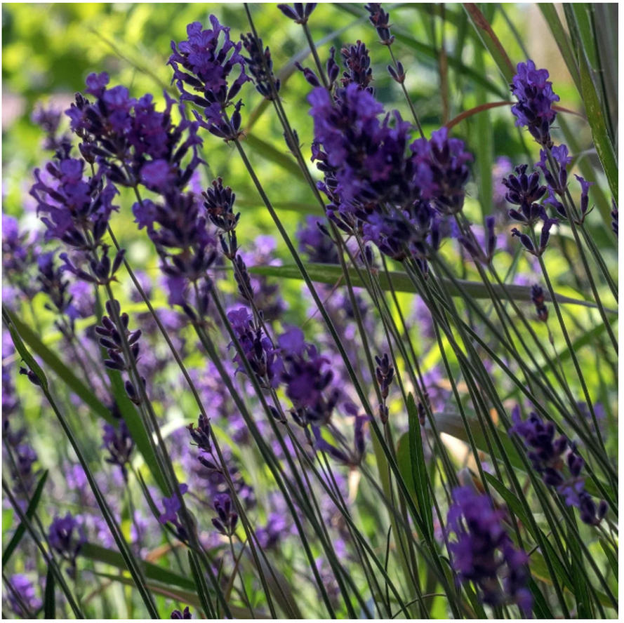 Magic Garden Seeds Echter Lavendel Bio Saatgut (1 Stk)