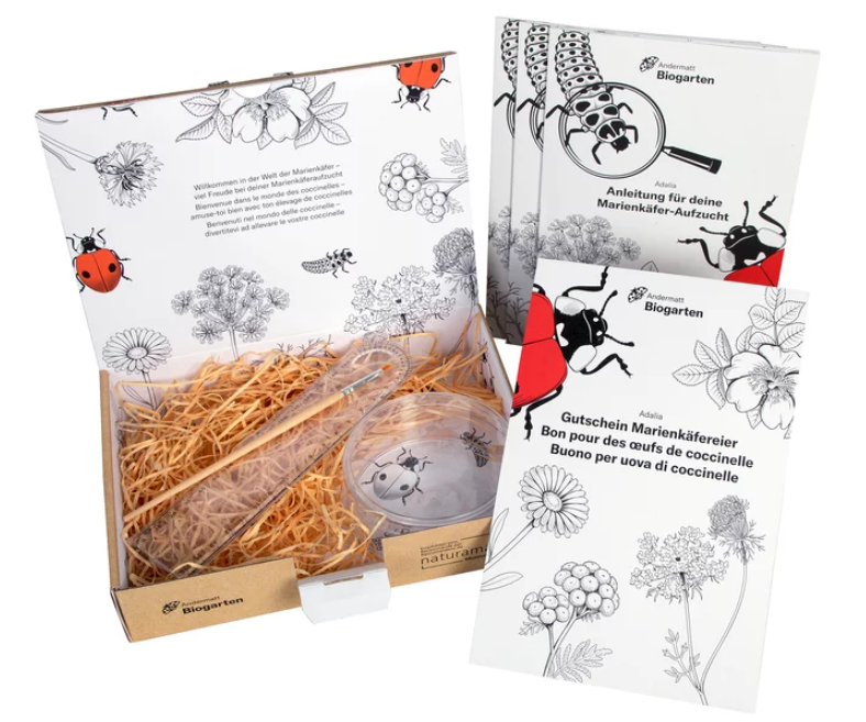 Andermatt Biogarten Geschenkbox Marienkäfer-Aufzuchtset mit Gutschein (1 Stk)
