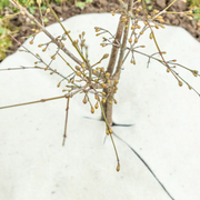 Andermatt Biogarten Mulchscheibe 40cm weiss (1 Stk)