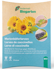 Andermatt Biogarten Abrufkarte 30 Marienkäferlarven (1 Stk)