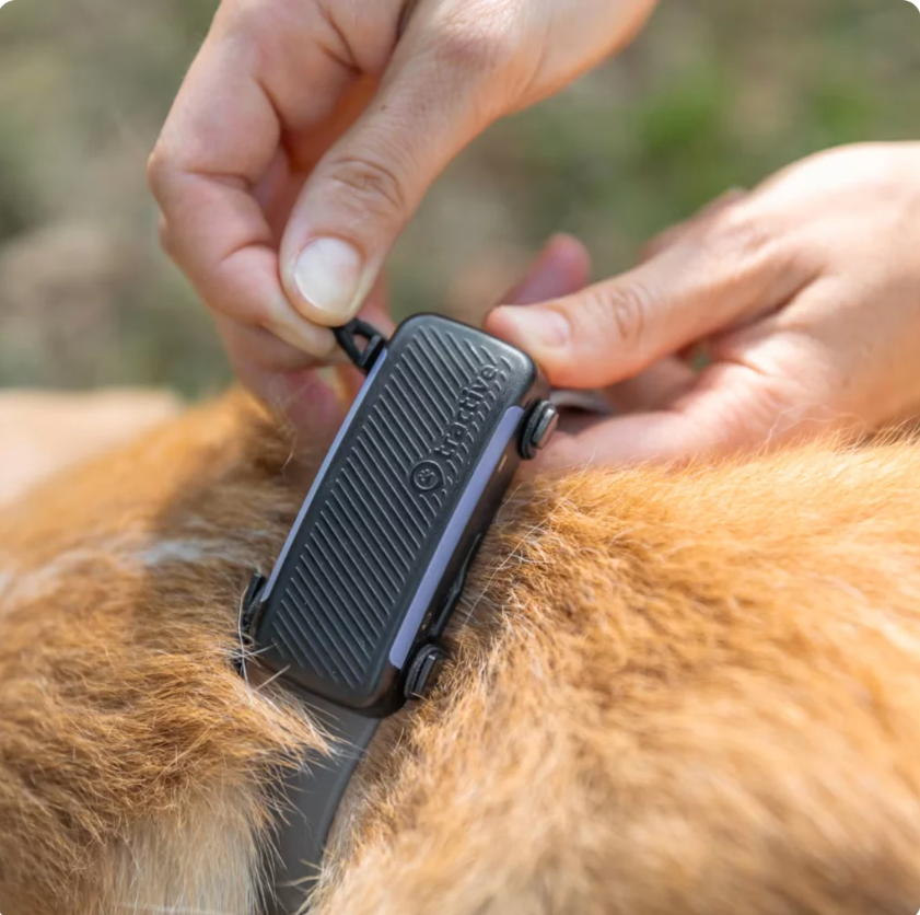 tractive GPS DOG 6 Fabric Clips schwarz, Grösse L, bis 5 cm (2 Stk)