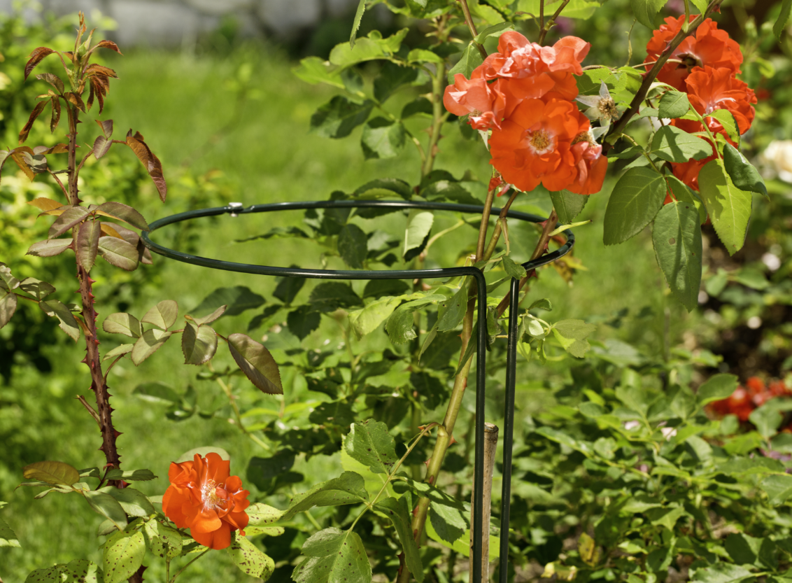 Windhager Staudenstützen, 70cm (2-teilig)