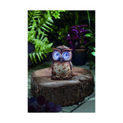 Samen Mauser Solar Bright Eyes, Eule, 13cm (1 Stk)