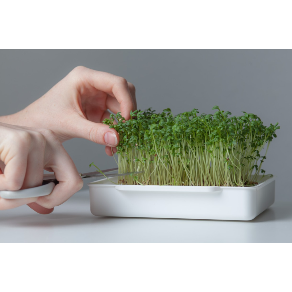 Wyss Garten Cressbar Starter Kit, grün (5-teilig)