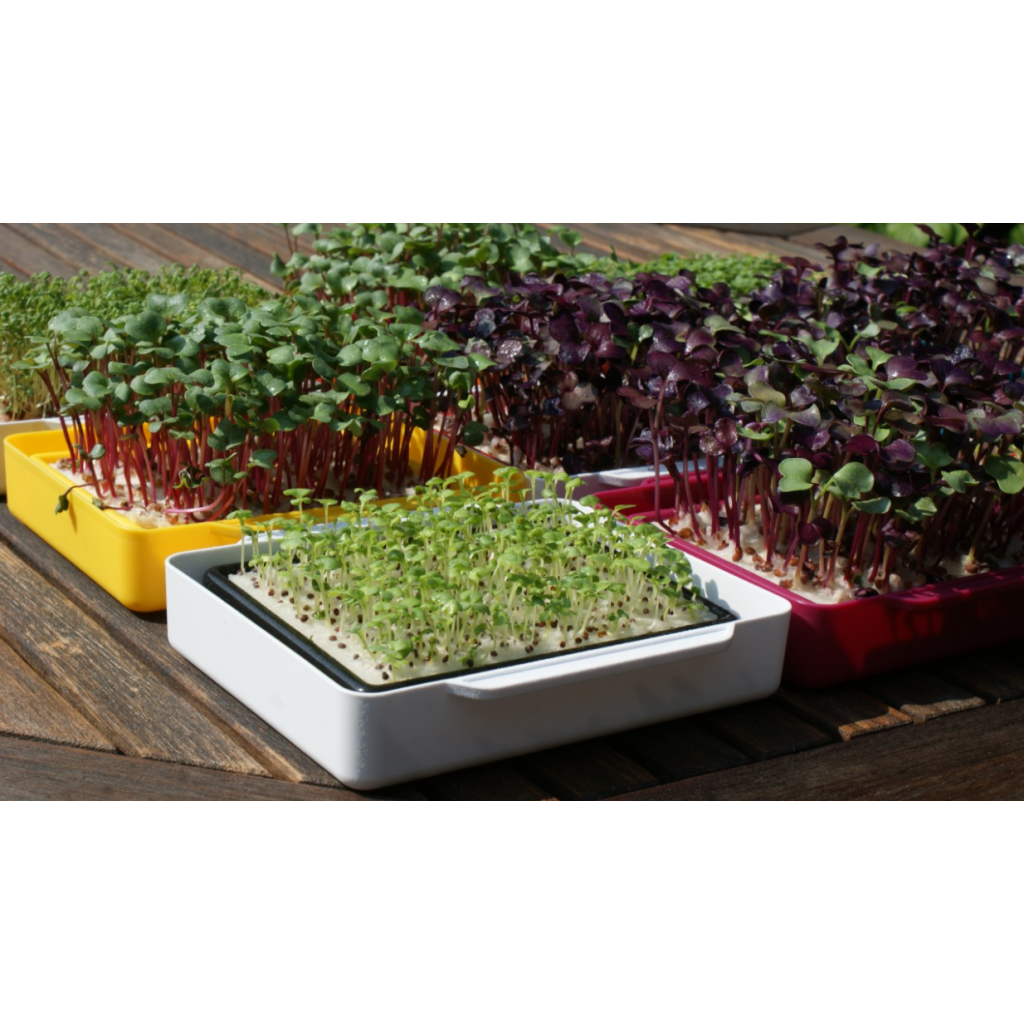 Wyss Garten Cressbar Starter Kit, weiss (5-teilig)