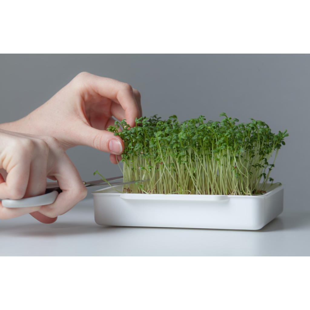 Wyss Garten Cresspad GartenCress Bio (3 Stk)
