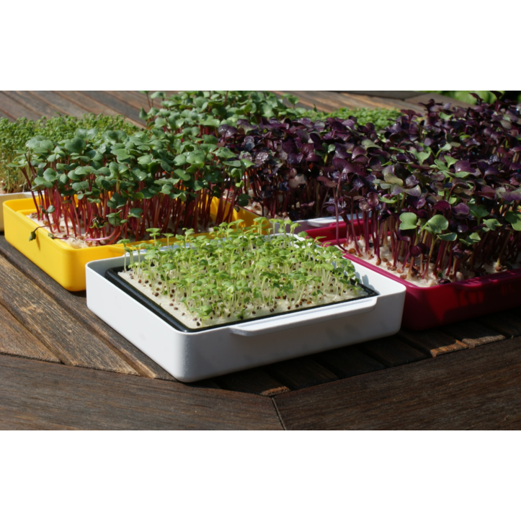 Wyss Garten Cresspad RadiesCress Bio (3 Stk)