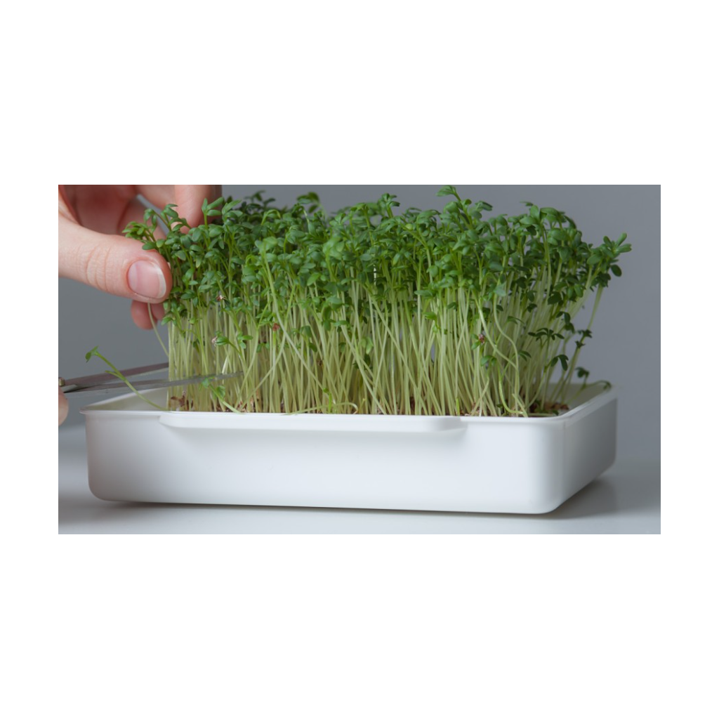 Wyss Garten Cresspad RucolaCress Bio (3 Stk)