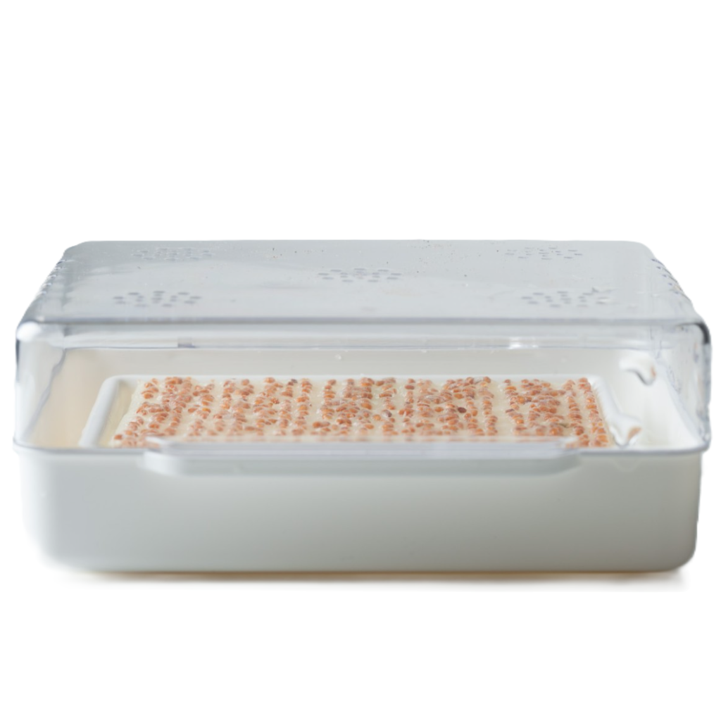 Wyss Garten Cresspad RucolaCress Bio (3 Stk)