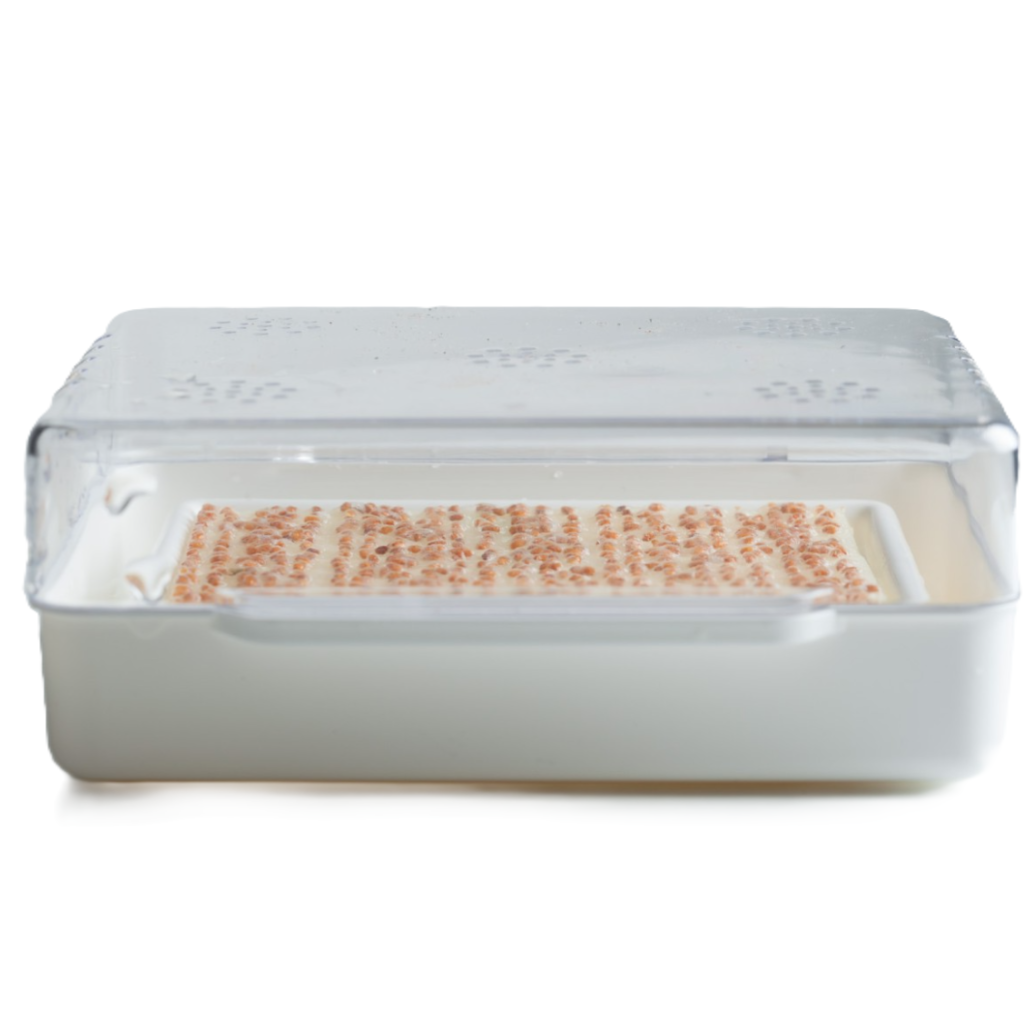 Wyss Garten Cresspad SenfCress Bio (3 Stk)