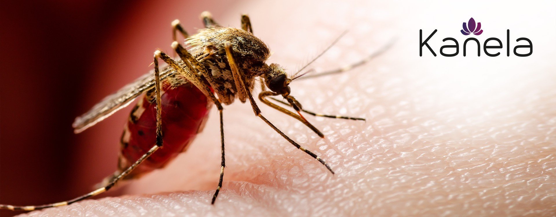 Perché le zanzare pungono alcune persone più di altre?