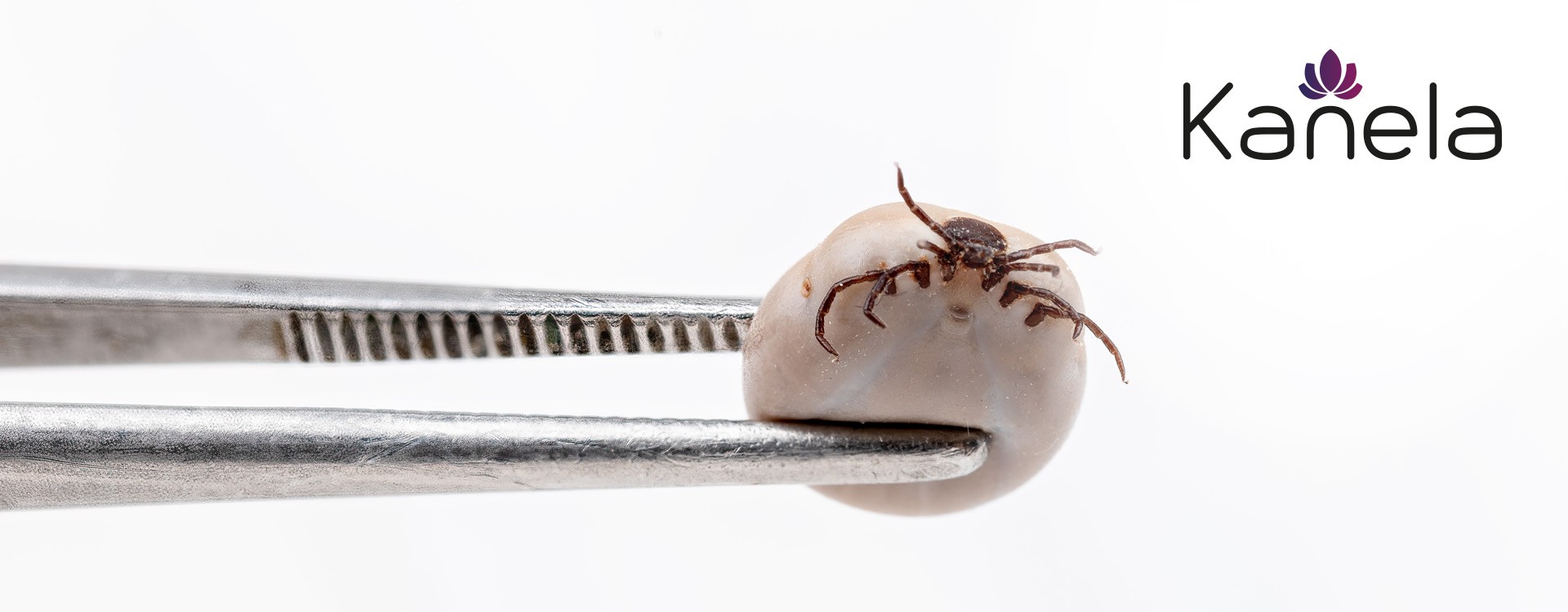 How to properly remove a tick