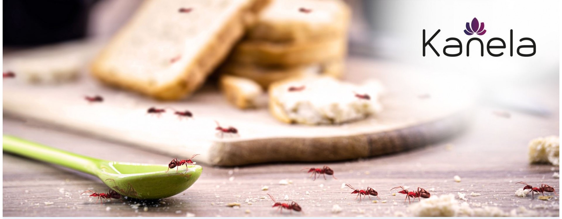 Que faire contre les fourmis?