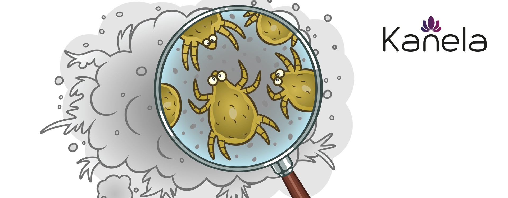What to do if you are allergic to mites?