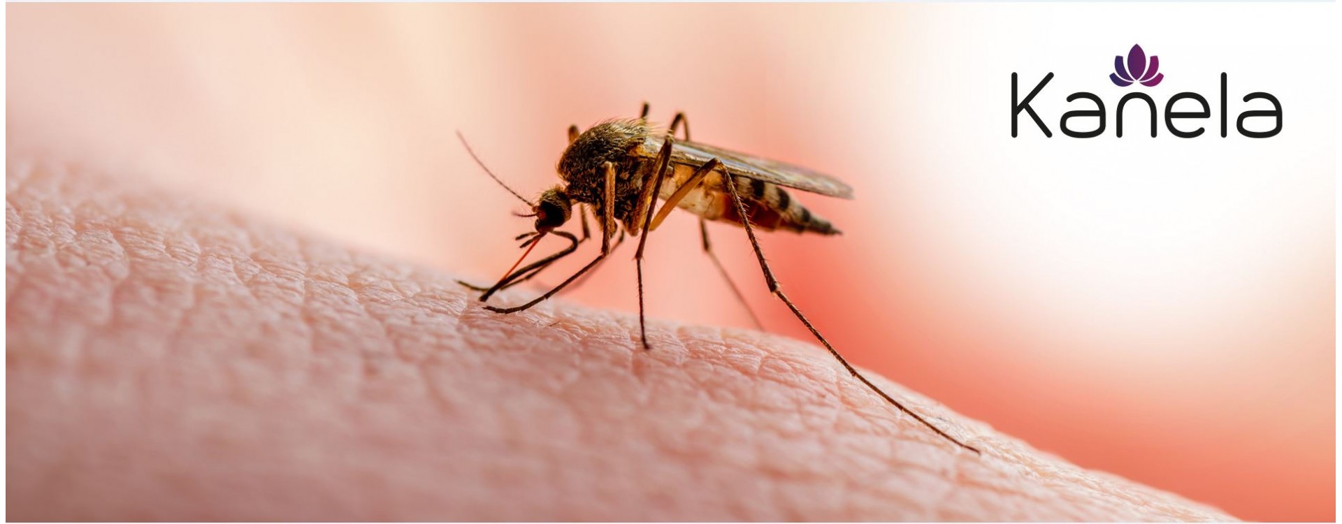 Why do mosquitoes bite and what can you do about it?
