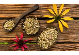 Echinacea: Die Naturheilkunde für ein gestärktes Immunsystem | KANELA