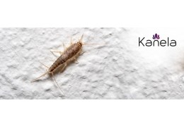 What can be done against silverfish?