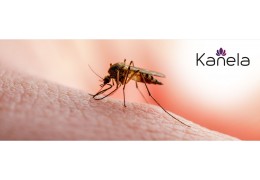 Warum stechen Mücken und was kann man dagegen tun?