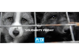 Solidarity Friday instead of Black Friday: Kanela supports PETA Switzerland