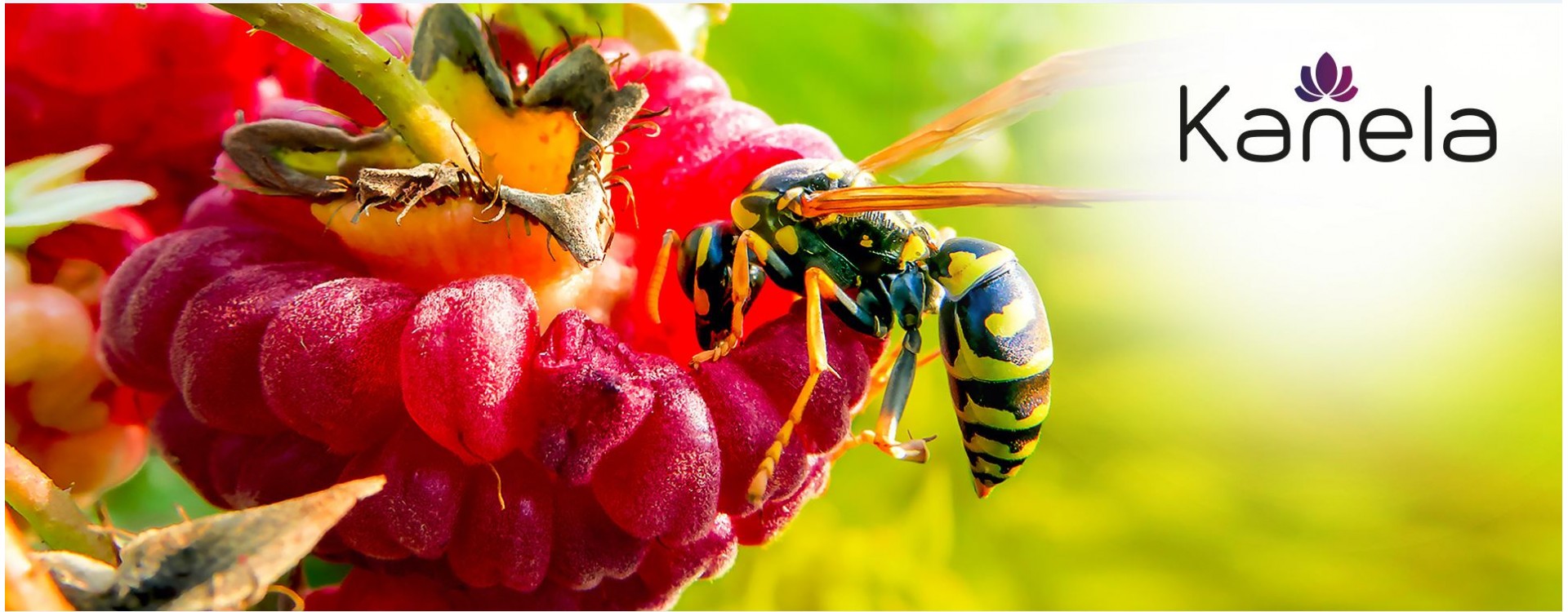 Hilfreiche Tipps gegen Wespen